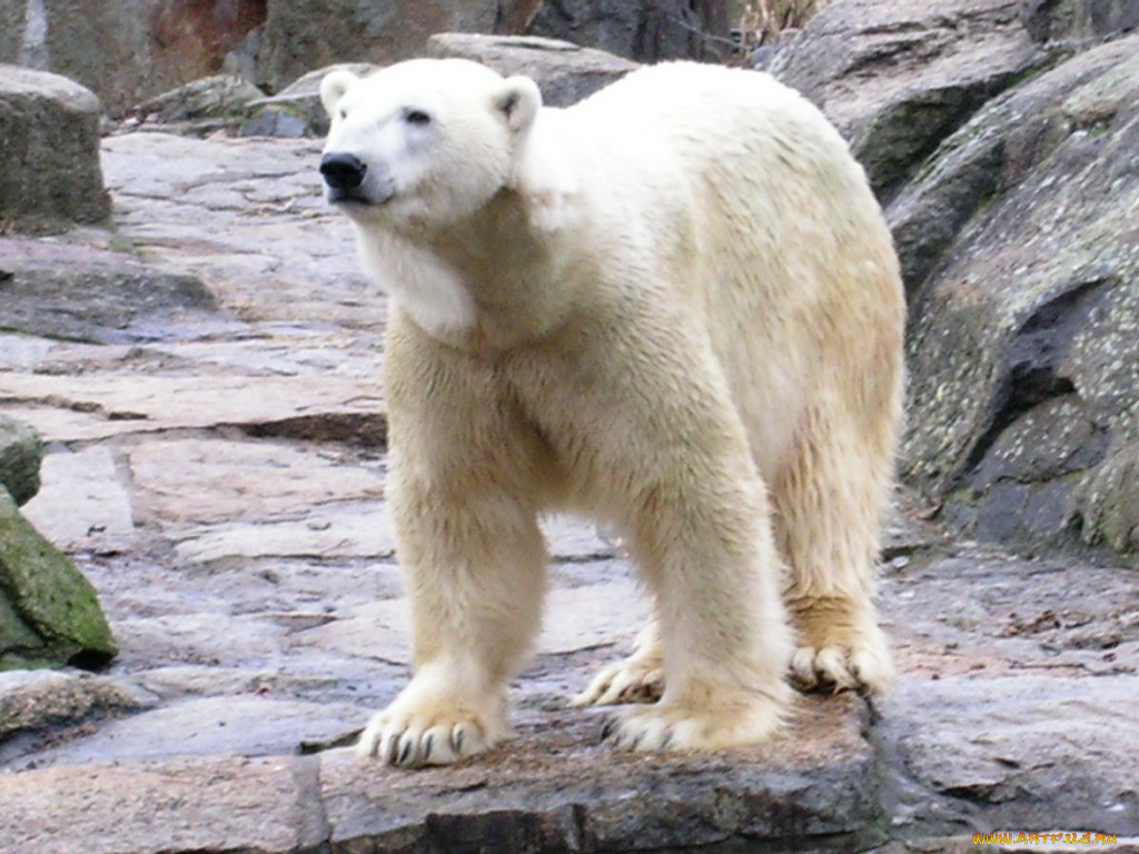 berlin, zoo, , 